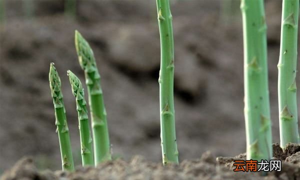 蘆筍根的作用，三年老根蘆筍種植方法視頻