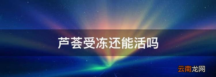蘆薈受凍還能活，蘆薈冬天凍死春天還會活過來嗎
