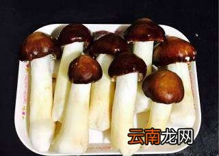 怎么炒松茸，新鮮松茸菌菇做菜辦法視頻