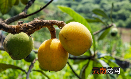 新鮮枇杷怎么保存，枇杷如何保存時間更久的方法和技巧