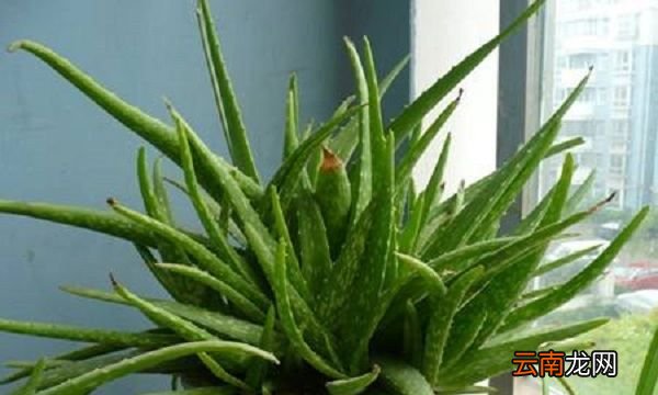 蘆薈喜歡陽光