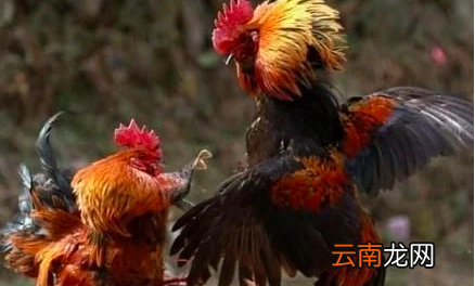 清明節(jié)傳統(tǒng)風俗，清明節(jié)的風俗有哪些