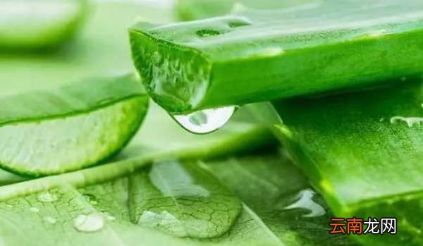 蘆薈能生吃，蘆薈直接生吃可以嗎