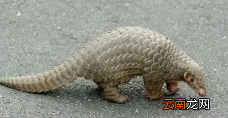 穿山甲是什么動(dòng)物，穿山甲是哺乳動(dòng)物還是爬行動(dòng)物