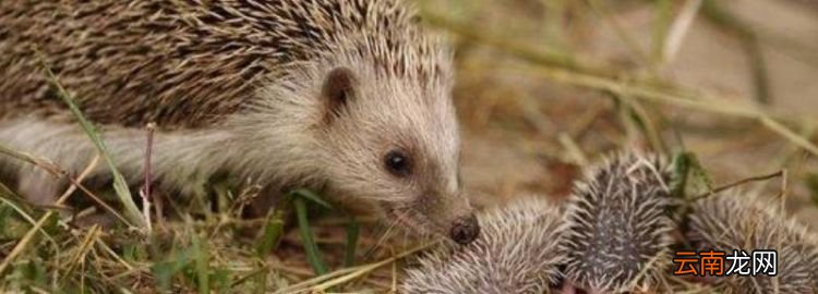 刺猬死亡前兆，刺猬死亡和冬眠的區(qū)別