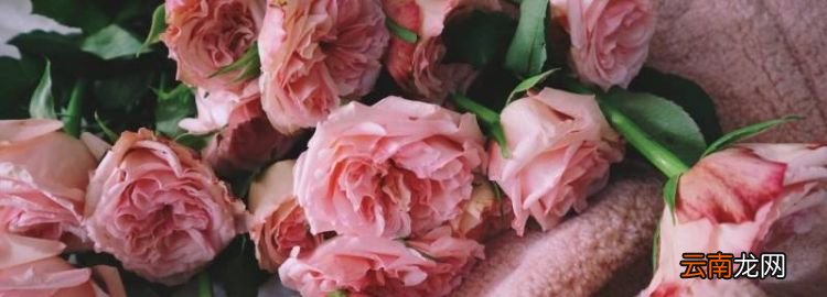 荔枝玫瑰花語是什么意思