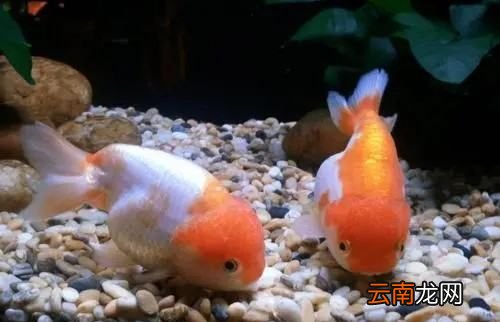 關于鯨魚的唯美昵稱，網名帶魚字的有哪些名字