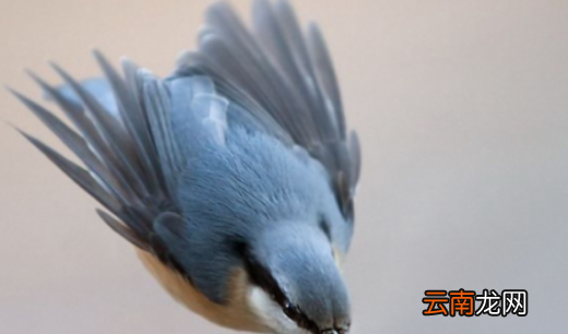 尾巴長長的動物是什么