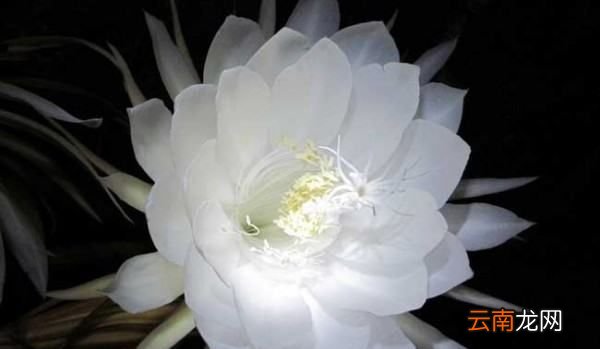 含笑一現(xiàn)的近義詞，含笑一線和曇花一現(xiàn)的區(qū)別