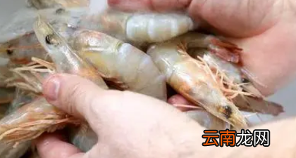 蝦為什么會變黑，凍蝦變黑是怎么回事還能吃嗎