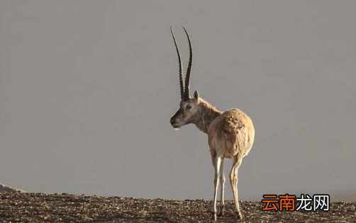 高原動物有哪些動物，高原里面有什么動物和植物