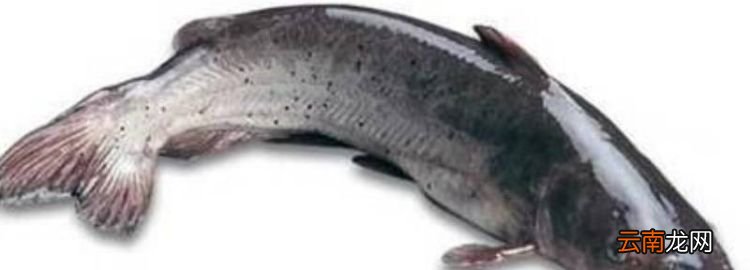 江團(tuán)是鯰魚，江團(tuán)是吃垃圾的魚嗎