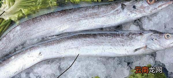 刀魚和帶魚一樣，刀魚和帶魚是同一種魚