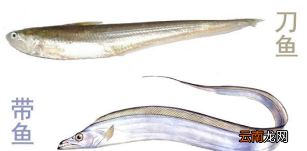 刀魚和帶魚一樣，刀魚和帶魚是同一種魚
