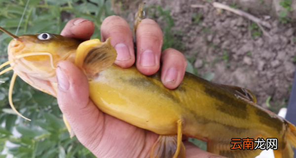 嘎牙子魚學(xué)名叫什么，嘎魚的學(xué)名叫什么魚
