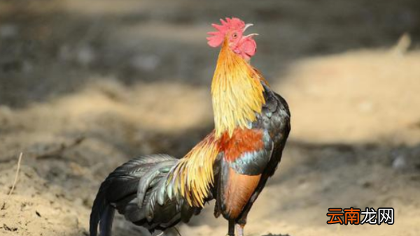 科學(xué)的讓公雞不打鳴，防止公雞打鳴的神器
