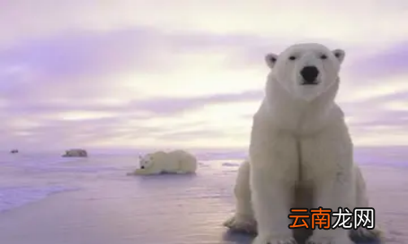最大的犬科動(dòng)物