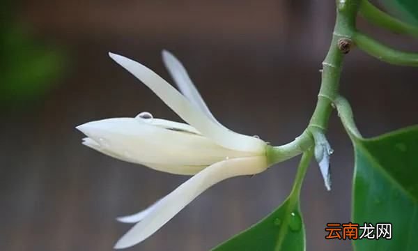 白的筆順規(guī)則是先什么后什么