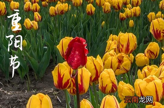 九九重陽(yáng)節(jié)孝敬老人的祝福賀詞