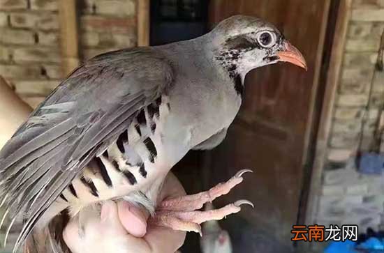 燉鴿子湯用老鴿子還是用乳鴿