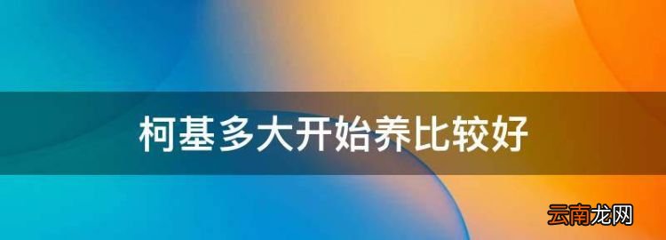 柯基多大開始養(yǎng)比較好，三個(gè)月的柯基犬多少錢一只