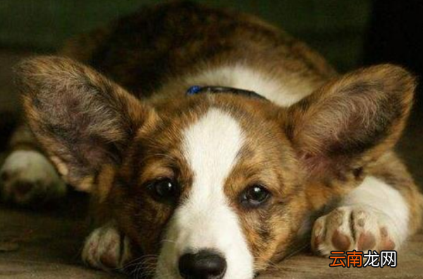 柯基犬能吃糖，柯基犬能吃甜食嗎
