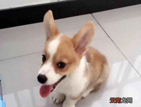 三個(gè)月大的柯基可以吃蘋果嗎，柯基犬三個(gè)月可以吃什么狗零食