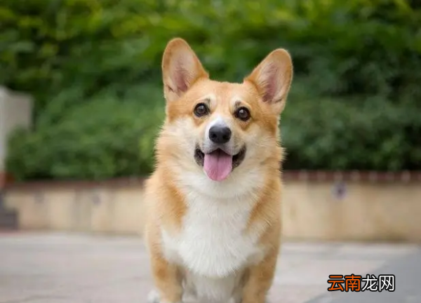 柯基犬好養(yǎng)，柯基好養(yǎng)嗎?優(yōu)缺點(diǎn)有哪些