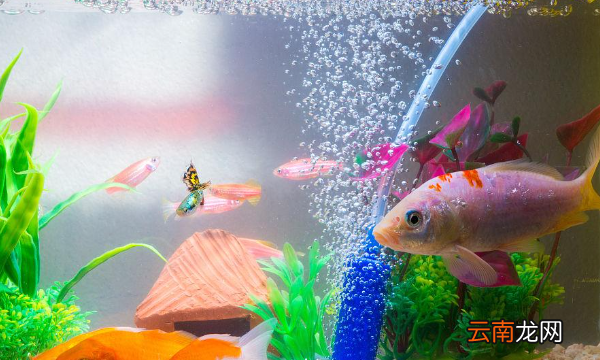 開(kāi)缸魚(yú)放半天死了怎么回事，魚(yú)為什么放魚(yú)缸里不到2天都死了呢