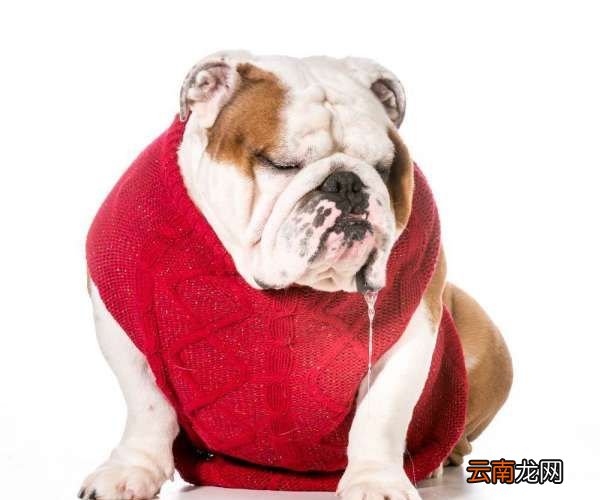 卡斯羅犬口水多么，杜高與卡斯羅的性格對(duì)比