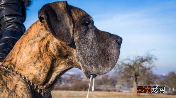 卡斯羅犬口水多么，杜高與卡斯羅的性格對(duì)比