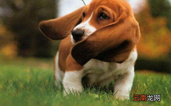 卡斯羅犬口水多么，杜高與卡斯羅的性格對(duì)比