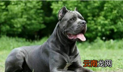 卡斯羅犬口水多么，杜高與卡斯羅的性格對(duì)比
