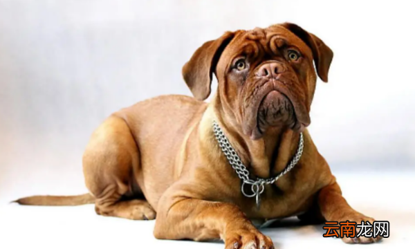 卡斯羅犬智商排名，惡犬排名犬排行榜前十名圖片