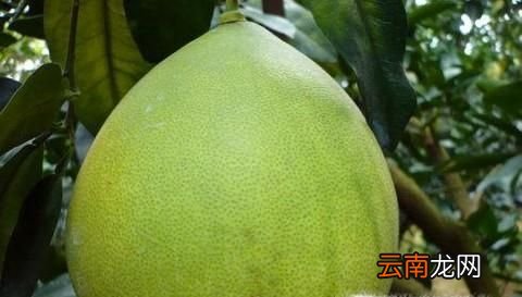 柚子的功效與作用好處,柚子食用有哪3個(gè)忌諱