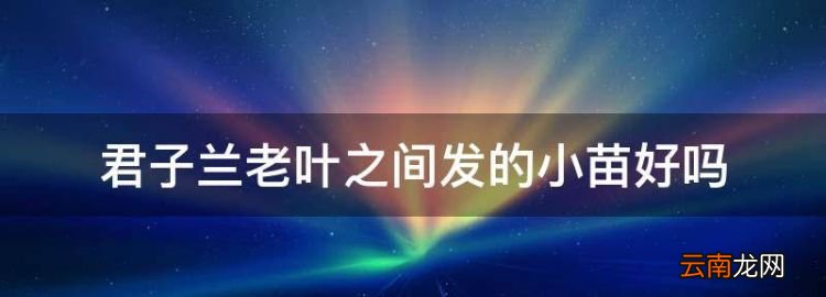 君子蘭老葉之間發(fā)的小苗好