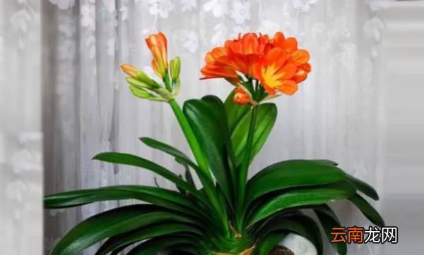 君子蘭花怎么夾在葉片中間，君子蘭開花夾在中間出不來怎么辦