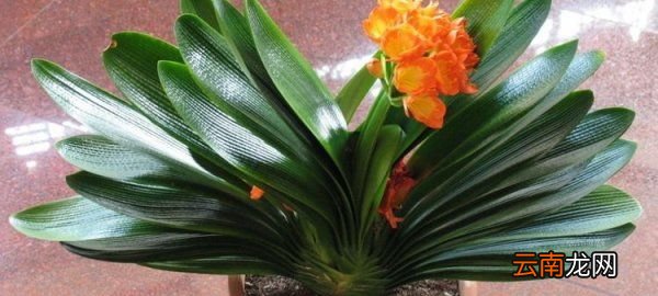 君子蘭花怎么夾在葉片中間，君子蘭開花夾在中間出不來怎么辦