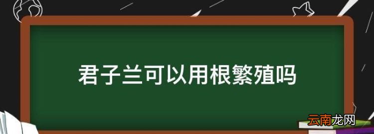 君子蘭可以用根繁殖