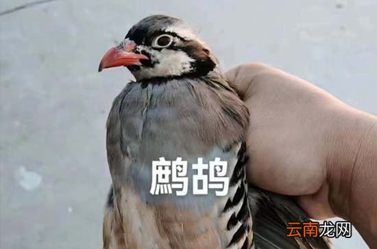 鴿子蛋怎么分公母