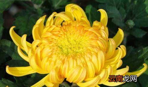 菊花代表什么人物，菊花比喻什么樣的人的品質(zhì)