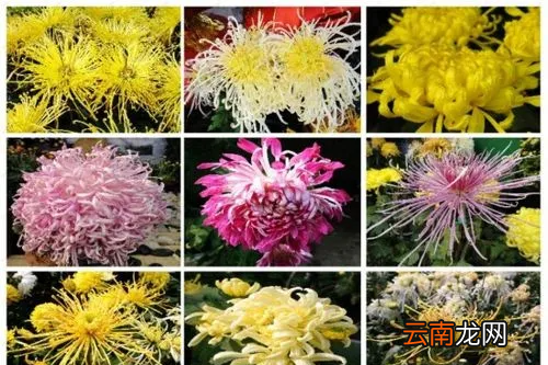 菊花不同的種類有什么用，不同菊花茶的功效與作用口臭喝什么菊花