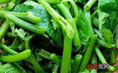 南瓜苗怎么剝才不會(huì)老